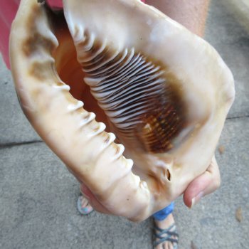 Two piece lot of 6 inch King Helmet shells - $18/lot