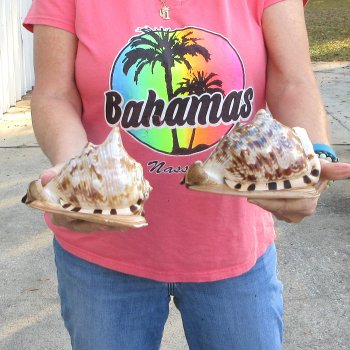 Two piece lot of 6 inch King Helmet shells - $18/lot