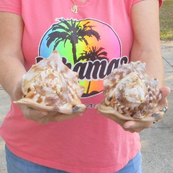 Two piece lot of 6 inch King Helmet shells - $18/lot