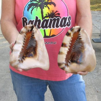 Two piece lot of 6 inch King Helmet shells - $18/lot