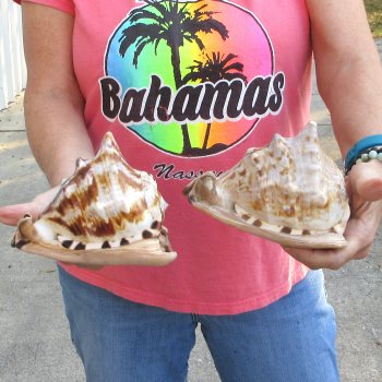 Two piece lot of 6 inch King Helmet shells - $18/lot