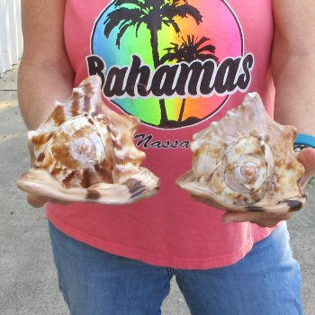 Two piece lot of 6 inch King Helmet shells - $18/lot