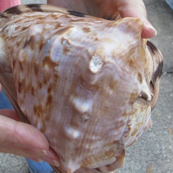 Two piece lot of 6 inch King Helmet shells - $18/lot