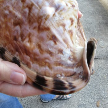 Two piece lot of 6 inch King Helmet shells - $18/lot