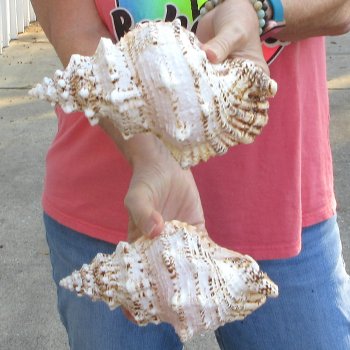Two piece lot of 8" Frog Shells for sale - $23/lot