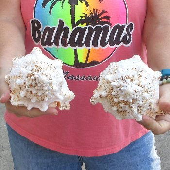 Two piece lot of 8" Frog Shells for sale - $23/lot