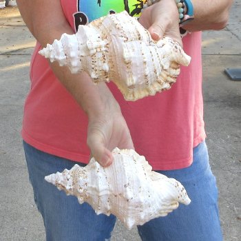 Two piece lot of 8" Frog Shells for sale - $23/lot