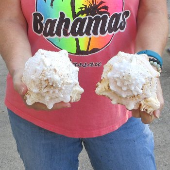 Two piece lot of 8" Frog Shells for sale - $23/lot