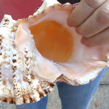 Two piece lot of 8" Frog Shells for sale - $23/lot