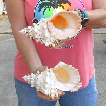 Two piece lot of 8" Frog Shells for sale - $23/lot