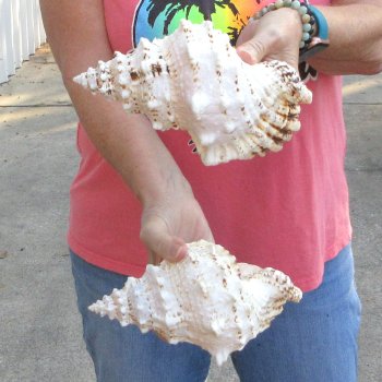 Two piece lot of 8" Frog Shells for sale - $23/lot