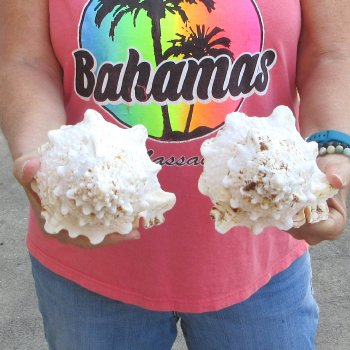 Two piece lot of 8" Frog Shells for sale - $23/lot