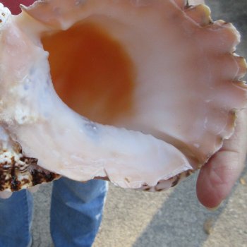 Two piece lot of 8" Frog Shells for sale - $23/lot