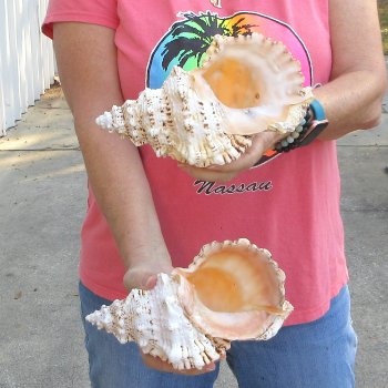 Two piece lot of 8" Frog Shells for sale - $23/lot