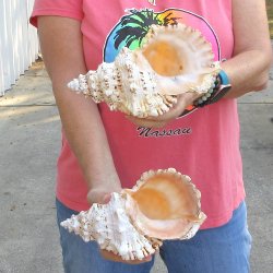 Two piece lot of 8" Frog Shells for sale - $23/lot