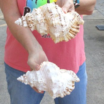 Two piece lot of 8" Frog Shells for sale - $23/lot