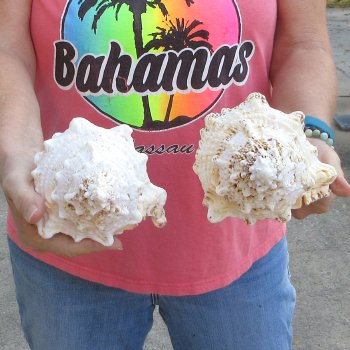 Two piece lot of 8" Frog Shells for sale - $23/lot