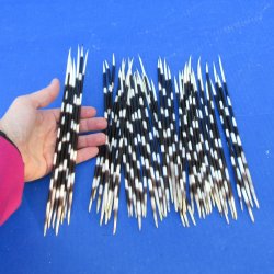 50 Thin African Porcupine Quills 8 to 10 inches - $50/lot