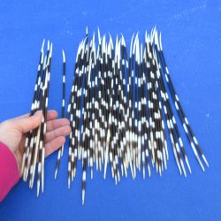 50 Thin African Porcupine Quills 9 to 12 inches - $50/lot