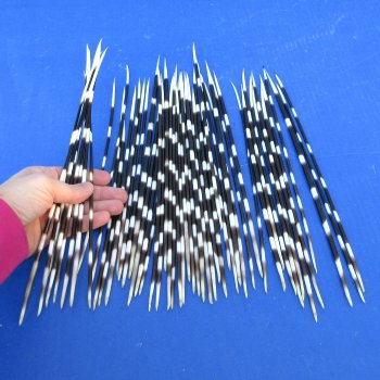 50 Thin African Porcupine Quills 8-1/2 to 12 inches - $50/lot