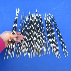 50 Thin African Porcupine Quills 8-1/2 to 12 inches - $50/lot