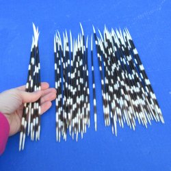 50 Thin African Porcupine Quills 9 to 11 inches - $50/lot