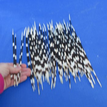 50 Thin African Porcupine Quills 8 to 11 inches - $50/lot