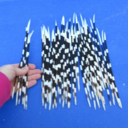 50 Thin African Porcupine Quills 8-1/2 to 11 inches - $50/lot