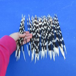 50 Thin African Porcupine Quills 9 to 12 inches - $50/lot