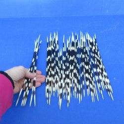50 Thin African Porcupine Quills 9 to 12 inches - $50/lot