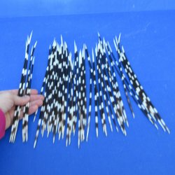 50 Thin African Porcupine Quills 10 to 12 inches - $50/lot