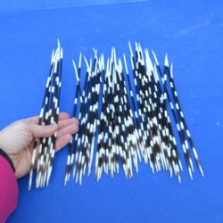 50 Thin African Porcupine Quills 8 to 12 inches - $50/lot