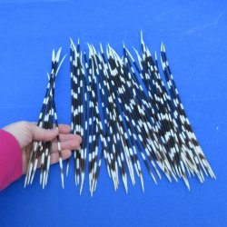 50 Thin African Porcupine Quills 10 to 13 inches - $50/lot