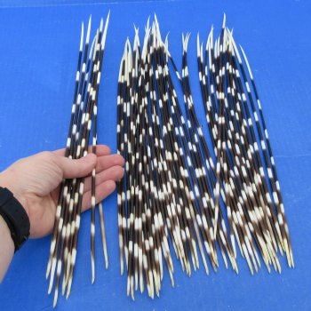 50 Thin African Porcupine Quills 13 to 15 inches - $55/lot