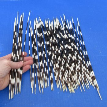 50 Thin African Porcupine Quills 10 to 12 inches - $55/lot