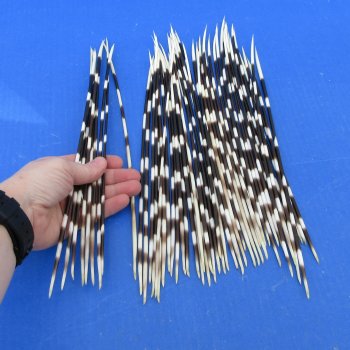 50 Thin African Porcupine Quills 10 to 13 inches - $55/lot