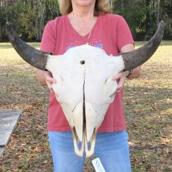 North American B-Grade Bison Skull with 24" Horn Spread - $95<font color=red> (NO POST OFFICE (USPS) SHIPPING!!!)</font>