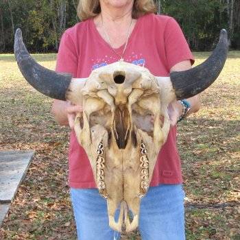 North American B-Grade Bison Skull with 24" Horn Spread <font color=red> (NO POST OFFICE (USPS) SHIPPING!!!)</font>