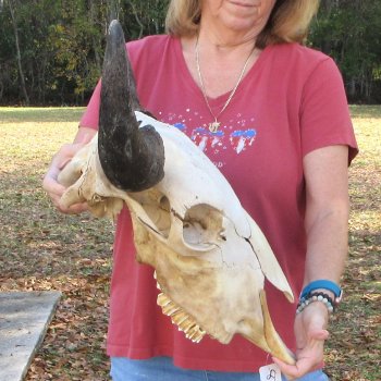 North American B-Grade Bison Skull with 24" Horn Spread <font color=red> (NO POST OFFICE (USPS) SHIPPING!!!)</font>