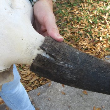 North American B-Grade Bison Skull with 24" Horn Spread <font color=red> (NO POST OFFICE (USPS) SHIPPING!!!)</font>