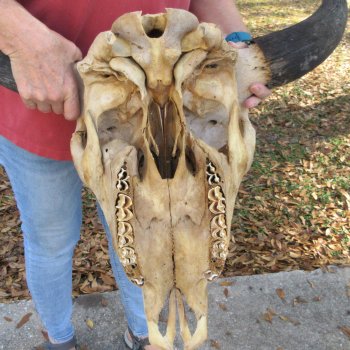 North American B-Grade Bison Skull with 24" Horn Spread <font color=red> (NO POST OFFICE (USPS) SHIPPING!!!)</font>