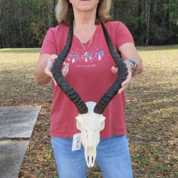 10" African Impala Skull with 18 & 20" Horns - $105