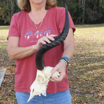 10" African Impala Skull with 18 & 20" Horns - $105