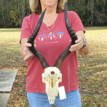 10" African Impala Skull with 18 & 20" Horns - $105