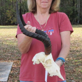 10" African Impala Skull with 18 & 20" Horns - $105