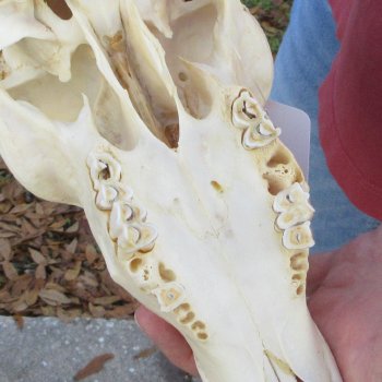 10" African Impala Skull with 18 & 20" Horns - $105