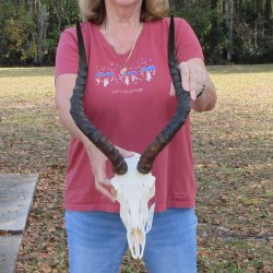 10" African Impala Skull with 18" Horns - $105