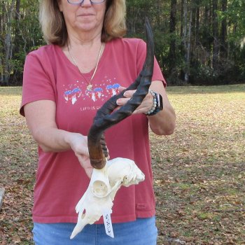 10" African Impala Skull with 18" Horns - $105