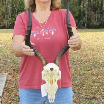 10" African Impala Skull with 18" Horns - $105