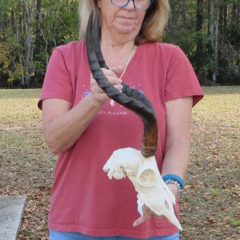 10" African Impala Skull with 18" Horns - $105